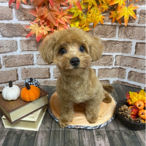 トリミング後の可愛いワンちゃん1