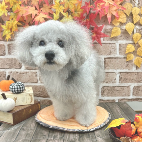 トリミング後の可愛いワンちゃん2