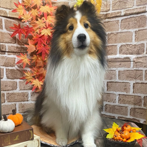 トリミング後の可愛いワンちゃん3