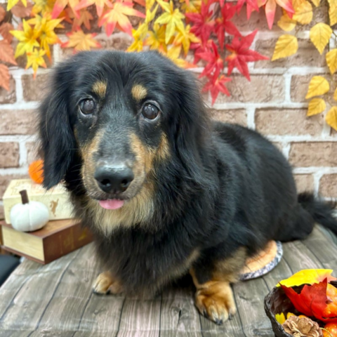 トリミング後の可愛いワンちゃん4