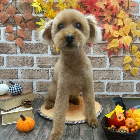 トリミング後の可愛いワンちゃん5