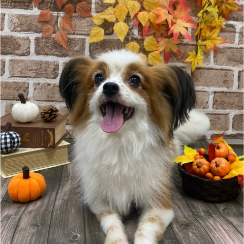 トリミング後の可愛いワンちゃん7